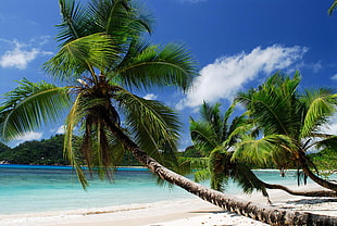 coconut tree and sea shore during day time